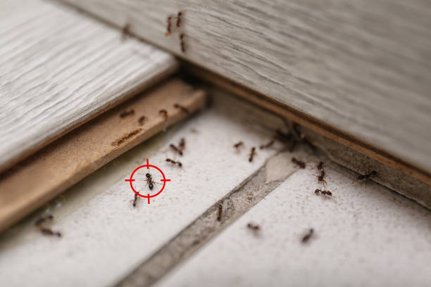 Best Pest Control Near Me  in West Freehold, NJ
